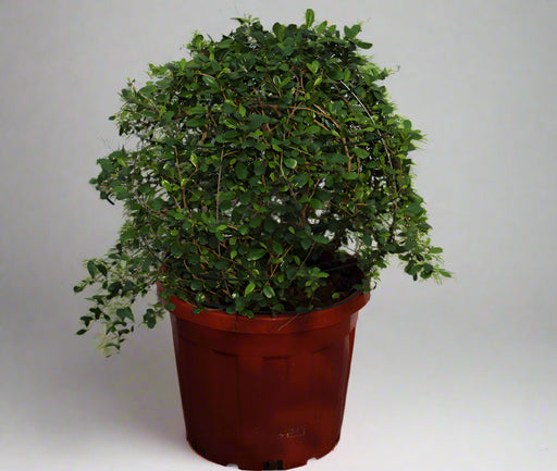 Ehretia microphylla ( Ball ) image 0