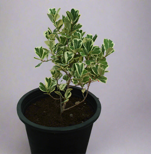 Ficus Variegated image 0
