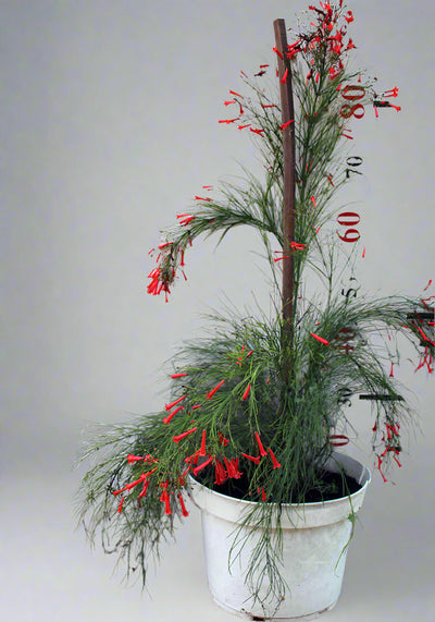 Russelia equisetiformis image 0