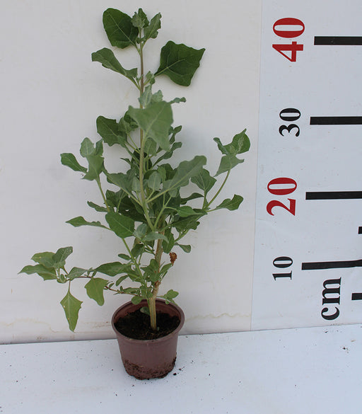 Atriplex halimus 15-20 cm image 0