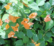 Bougainvillea Orange 20-25cm image 2
