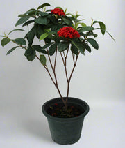 Ixora coccinea "Yellow" 70-80cm image 0