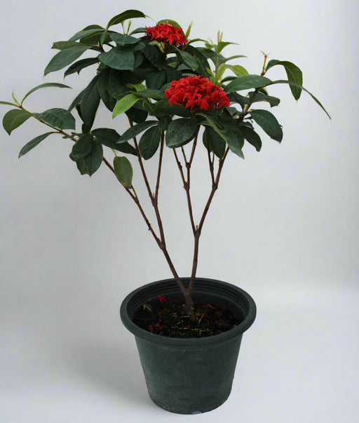 Ixora coccinea "Yellow" 70-80cm image 0