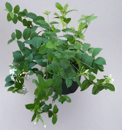 Quisqualis indica image 0