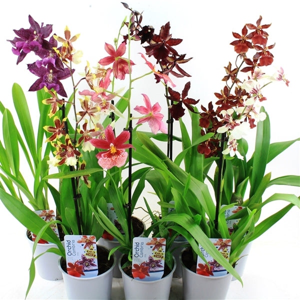 CAMBRIA MIX 1 BRANCH 12CM POT, 70CM HT