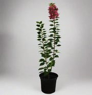 Bougainvillea 'Pink Pixie' image 0