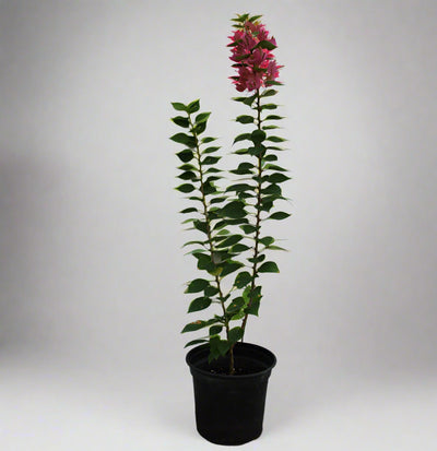 Bougainvillea 'Pink Pixie' image 0