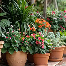 Outdoor Plants