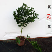 Carissa Grandiflora image 0