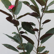 Jatropha pandurifolia image 1