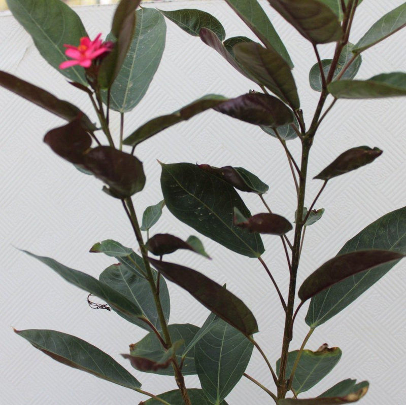 Jatropha pandurifolia image 1