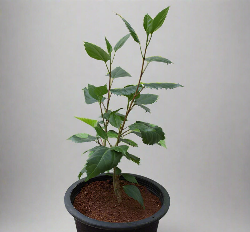 Hibiscus scarlet (Dark Red) image 0