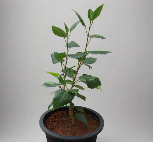 Hibiscus scarlet (Dark Red) image 0