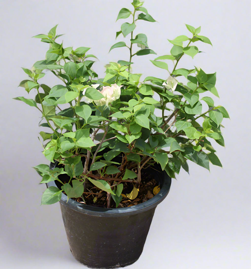 Bougainvillea 'Coco Ice' image 0