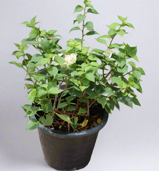 Bougainvillea 'Coco Ice' image 0