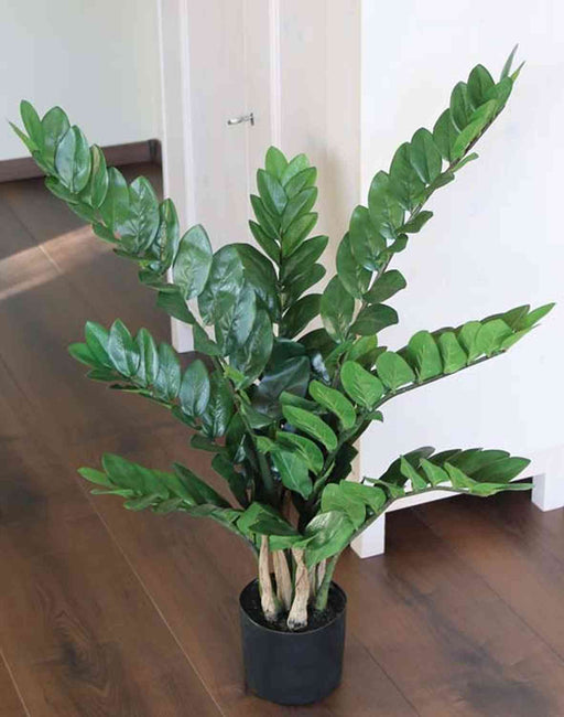 Potted ZZ plant on a wooden floor with a white wall background