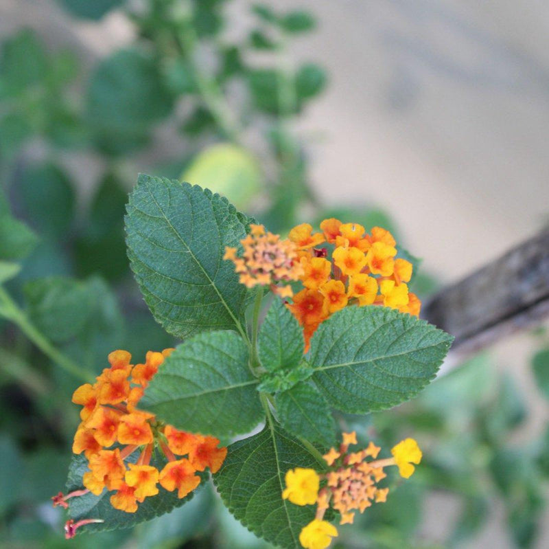 Lantana 'Orange' image 3
