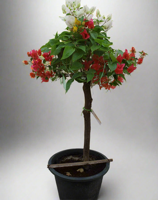 Bougainvillea 1 Head image 1