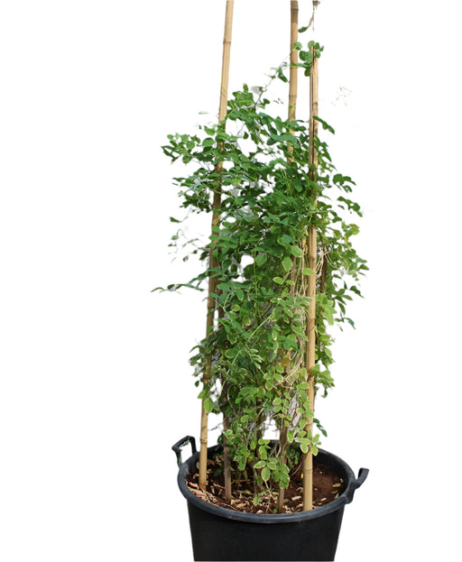 Clitoria Ternatea image 1