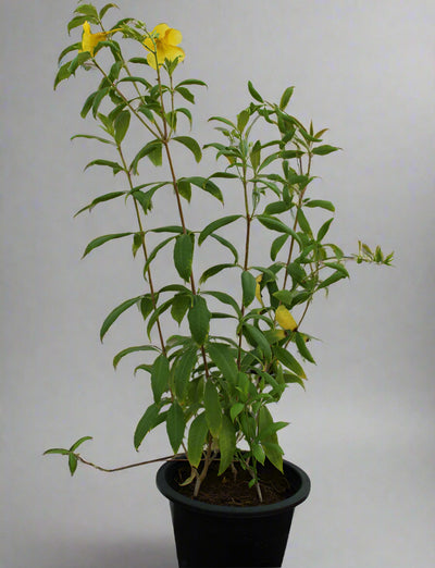 Allamanda catharitica image 0