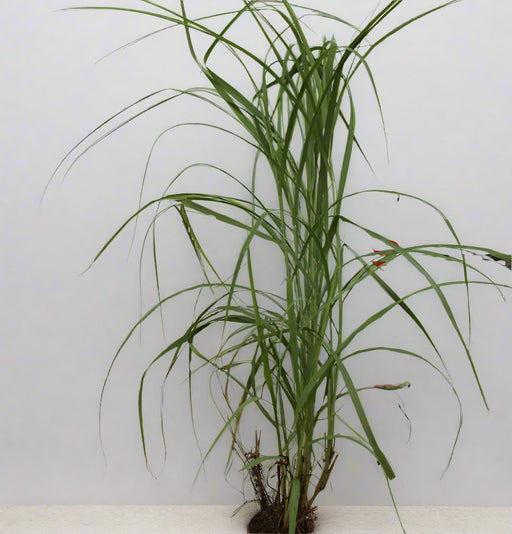 PENNISTUM ALOPECUROIDES image 0