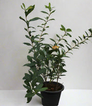 Ixora coccinea "Yellow" 70-80cm image 1
