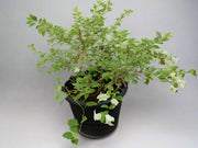 Bougainvillea glabra 'White' image 2