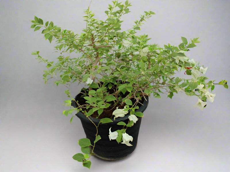 Bougainvillea glabra 'White' image 2
