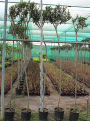 Nerium Oleander image 1