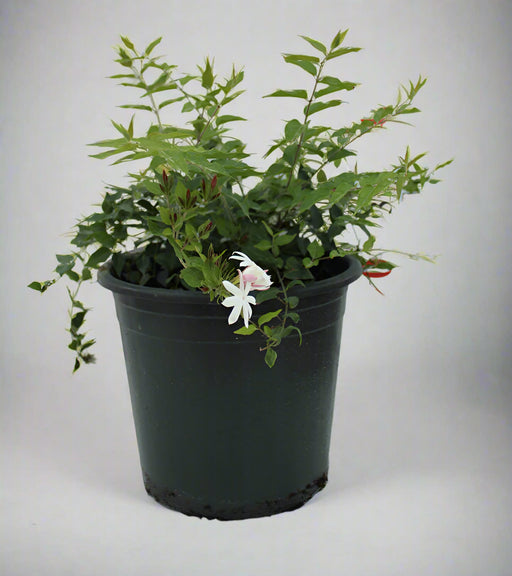 Jasminum Nitidum image 1