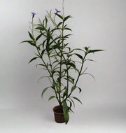 Ruellia ciliosa "purple'' 15-20cm (Copy) image 0