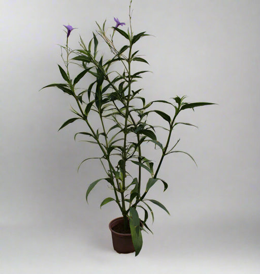Ruellia ciliosa "purple'' 15-20cm (Copy) image 0