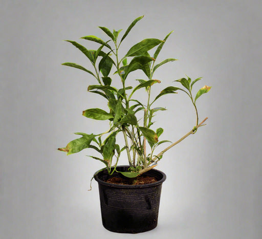 Cestrum nocturnum image 0