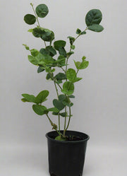 Jasminum 'sambac' image 0
