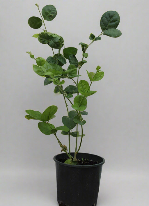 Jasminum 'sambac' image 0
