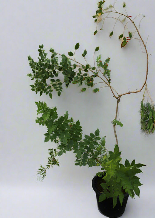 BIGNONIA RADICANS TRUMPET image 1
