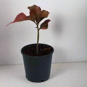 Acalypha wilkesiana 15-20cm image 0
