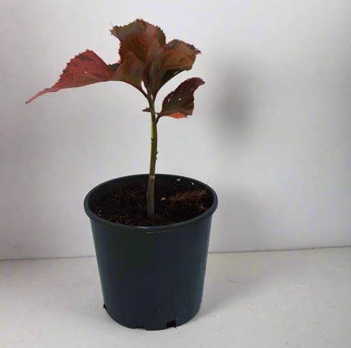 Acalypha wilkesiana 15-20cm image 0