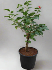 Bougainvillea Glabra "Mix Col" 40-50cm Ht, image 0