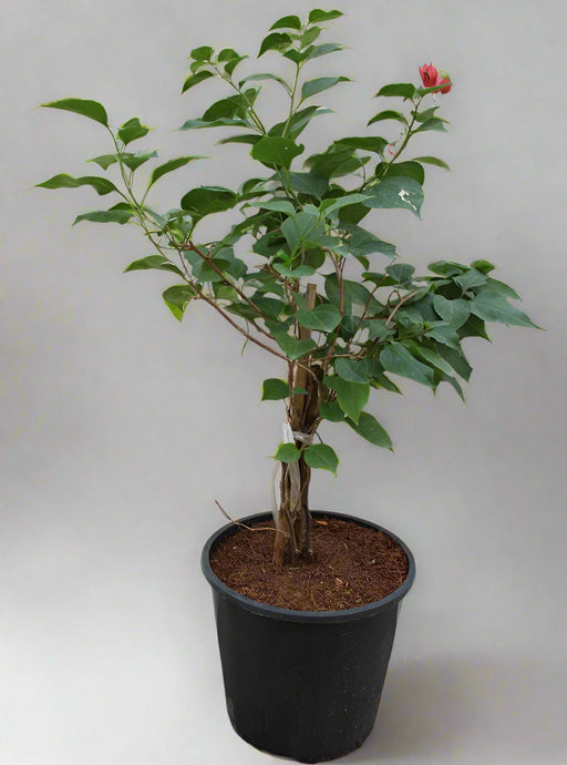 Bougainvillea Glabra "Mix Col" 40-50cm Ht, image 0