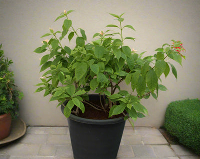Bougainvillea 'Singapore Pink' image 0