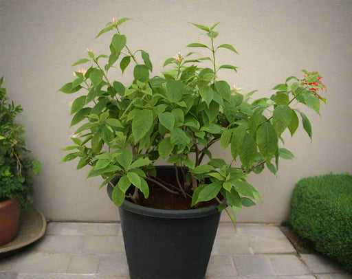 Bougainvillea 'Singapore Pink' image 0