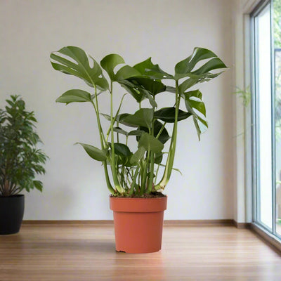 Monstera deliciosa