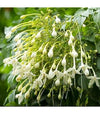 Millingtonia hortensis 3.0-3.5m Ht, 2.0m CS,4-5cm Dia