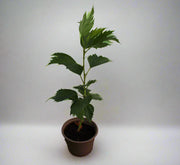 Hibiscus rosa-sinensis 10-15cm image 2