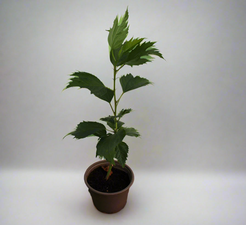Hibiscus rosa-sinensis 10-15cm image 2