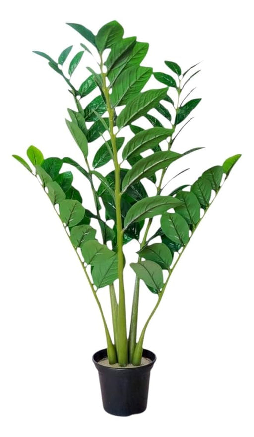 Potted plant with green leaves on a white background