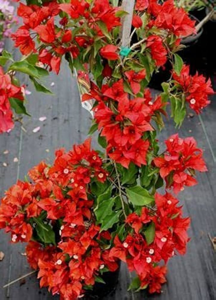 Bougainvillea Spectabilis"Red" 40-50cm Spread 1PP in 15cm Pot