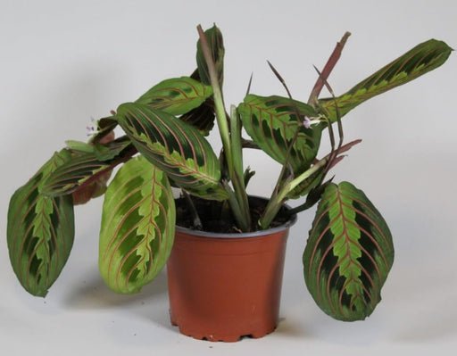 Maranta leuc. 'Fascinator'