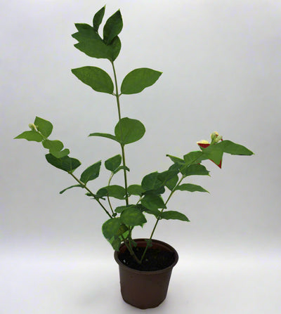 Jasminum sambac " Motia " 30-35cm image 0